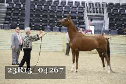 23R13_04267 thumbnail
