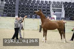 23R13_04268 thumbnail