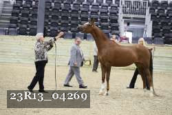 23R13_04269 thumbnail