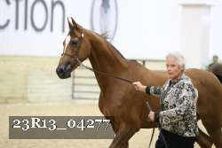 23R13_04277 thumbnail