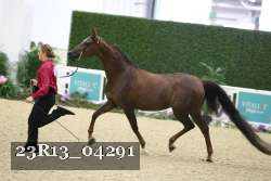 23R13_04291 thumbnail