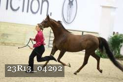 23R13_04292 thumbnail