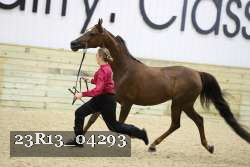23R13_04293 thumbnail