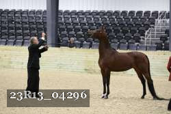23R13_04296 thumbnail