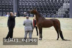 23R13_04299 thumbnail