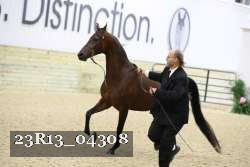 23R13_04308 thumbnail
