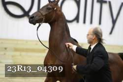 23R13_04309 thumbnail