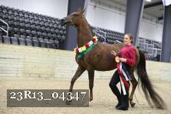 23R13_04347 thumbnail