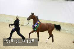 23R13_04381 thumbnail