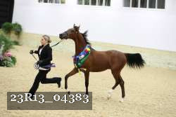 23R13_04383 thumbnail