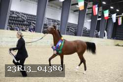 23R13_04386 thumbnail