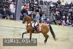23R13_05173 thumbnail