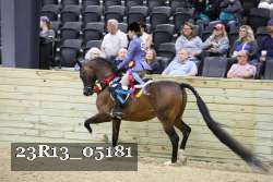 23R13_05181 thumbnail