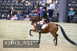 23R13_05377 thumbnail