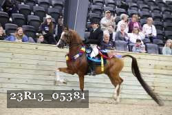 23R13_05381 thumbnail