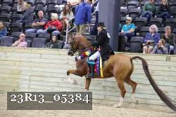 23R13_05384 thumbnail