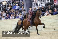 23R13_05586 thumbnail