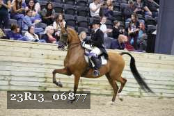 23R13_06877 thumbnail