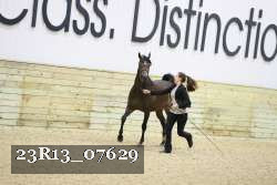 23R13_07629 thumbnail