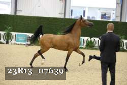 23R13_07639 thumbnail