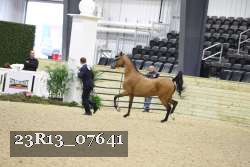 23R13_07641 thumbnail