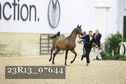 23R13_07644 thumbnail