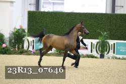 23R13_07646 thumbnail