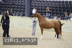 23R13_07658 thumbnail