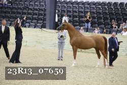 23R13_07659 thumbnail