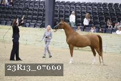 23R13_07660 thumbnail