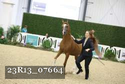 23R13_07664 thumbnail