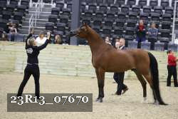 23R13_07670 thumbnail