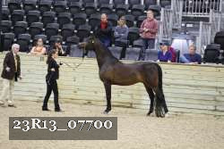 23R13_07700 thumbnail