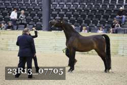 23R13_07705 thumbnail