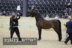 23R13_07707 thumbnail
