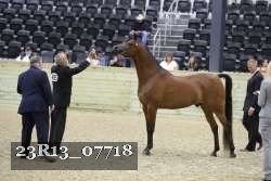 23R13_07718 thumbnail