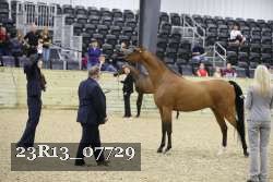 23R13_07729 thumbnail