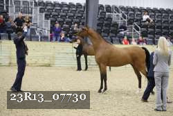 23R13_07730 thumbnail