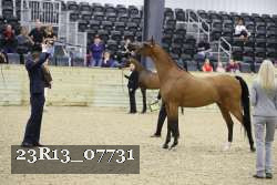23R13_07731 thumbnail