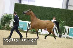 23R13_07737 thumbnail