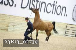 23R13_07739 thumbnail
