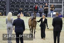 23R13_07742 thumbnail
