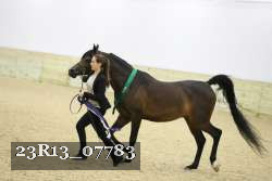 23R13_07783 thumbnail