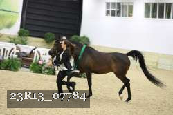 23R13_07784 thumbnail