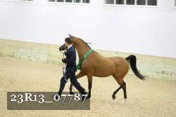 23R13_07787 thumbnail