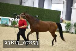 23R13_07853 thumbnail