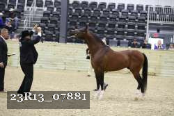 23R13_07881 thumbnail