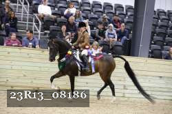 23R13_08186 thumbnail