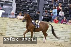 23R13_08254 thumbnail