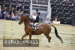 23R13_08255 thumbnail